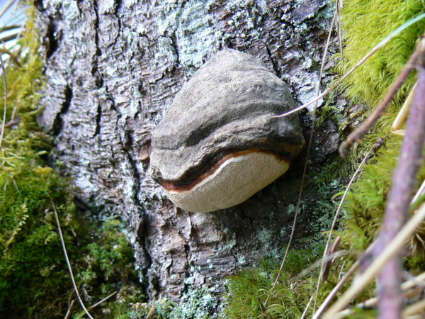 Ignoto 2.... (Fomitopsis pinicola)